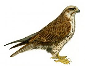 Falco cherrug Gray attēls