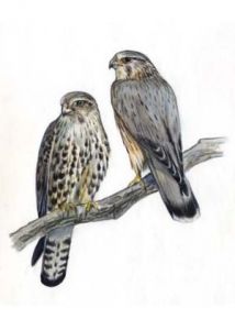 Falco columbarius (L.) attēls