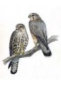 Falco columbarius (L.) attēls