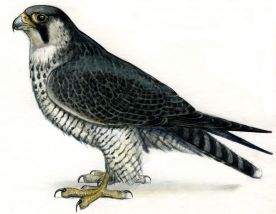 Falco peregrinus Tunst. attēls