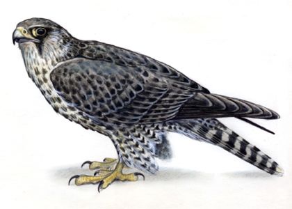 Falco rusticolus (L.) attēls