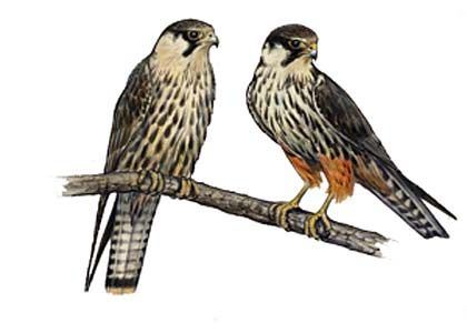 Falco subbuteo (L.) attēls