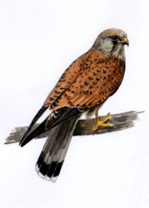 Falco tinnunculus (L.) attēls