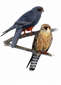 Falco vespertinus (L.) attēls