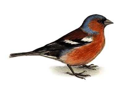 Fringilla coelebs (L.) attēls