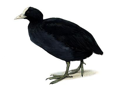 Fulica atra (L.) attēls