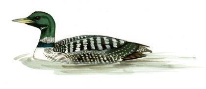 Gavia adamsii (Gray) attēls