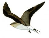 melnspārnu bezdelīgtārtiņš attēls