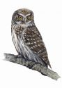 Glaucidium passerinum (L.) attēls