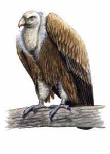 Gyps fulvus (Habl.) attēls