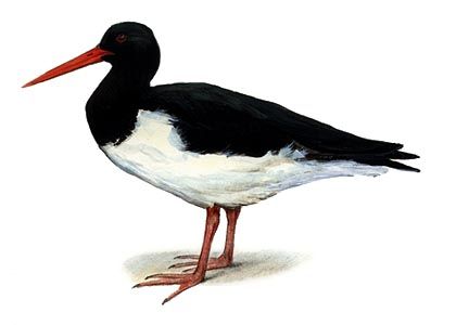 Haematopus ostralegus (L.) attēls