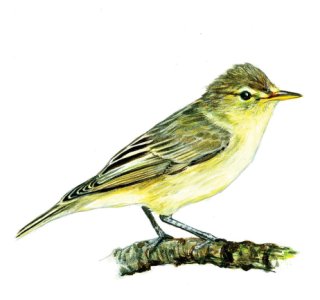 Hippolais icterina (Vieill.) attēls