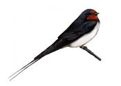 Hirundo rustica (L.) attēls