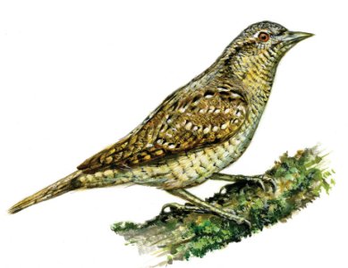 Jynx torquilla (L.) attēls