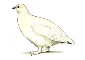 Lagopus lagopus (L.) attēls