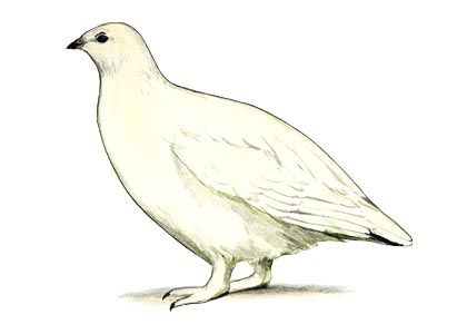 Lagopus lagopus (L.) attēls