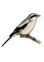 Lanius excubitor (L.) attēls