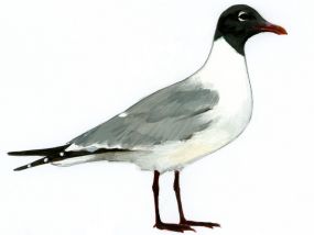 Larus atricilla L. attēls