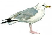 Larus cachinnans Pallas attēls