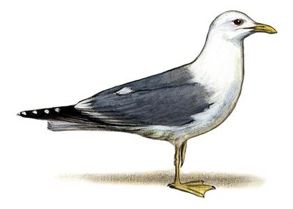 Larus canus (L.) attēls