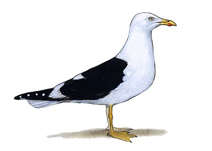 Larus fuscus (L.) attēls