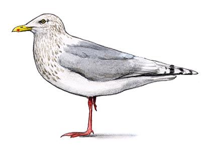 Larus glaucoides Meyer attēls