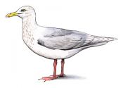 Larus hyperboreus Gunn. attēls