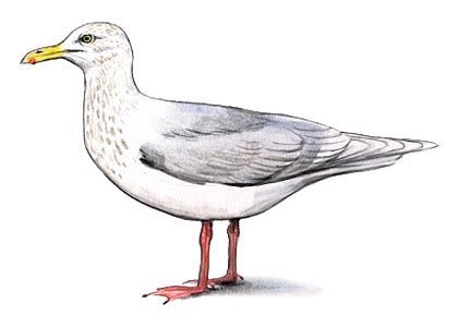 Larus hyperboreus Gunn. attēls