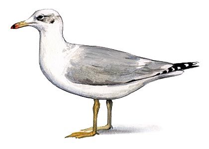 Larus ichthyaetus Pall. attēls