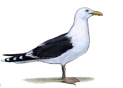 Larus marinus (L.) attēls