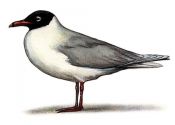 Larus melanocephalus Temm. attēls