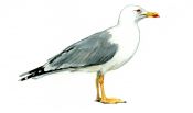 Larus michahellis Naumann attēls