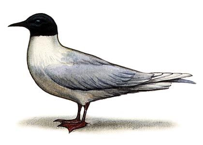 Larus minutus Pall. attēls