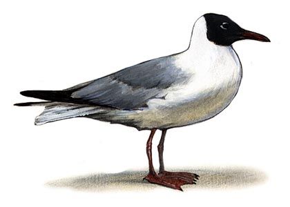 Larus ridibundus (L.) attēls