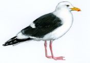 Larus schistisagus Stejneger attēls