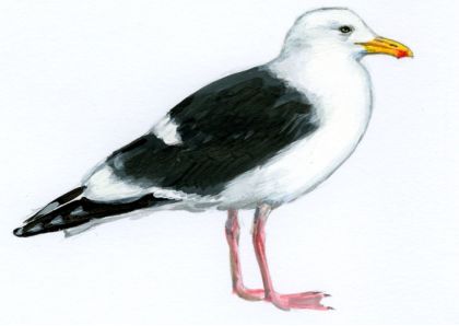 Larus schistisagus Stejneger attēls