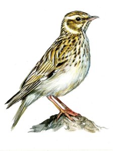 Lullula arborea (L.) attēls