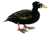 Melanitta perspicillata (L.) attēls