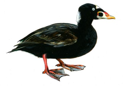 Melanitta perspicillata (L.) attēls