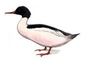 Mergus merganser (L.) attēls