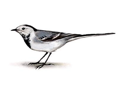 Motacilla alba (L.) attēls