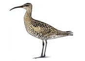 Numenius phaeopus (L.) attēls