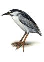 Nycticorax nycticorax (L.) attēls