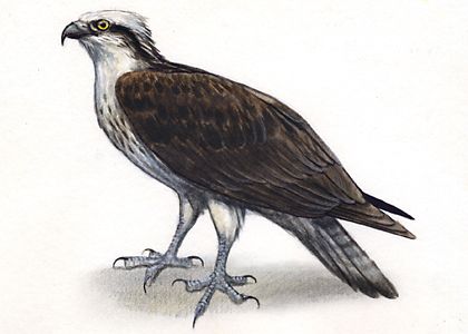 Pandion haliaetus (L.) attēls