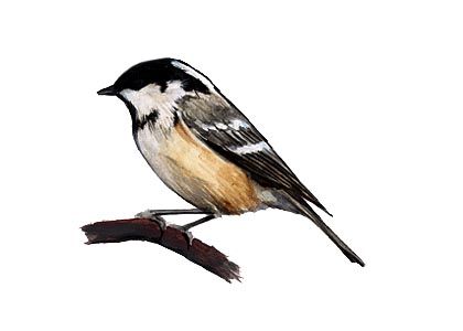 Parus ater (L.) attēls