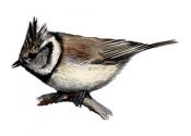 Parus cristatus (L.) attēls