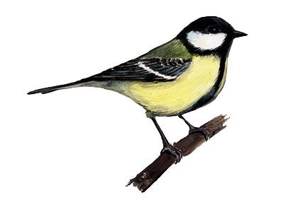 Parus major (L.) attēls