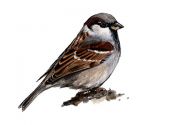 Passer domesticus (L.) attēls