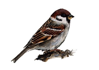 Passer montanus (L.) attēls