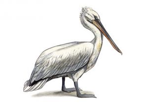 cirtainais pelikāns attēls